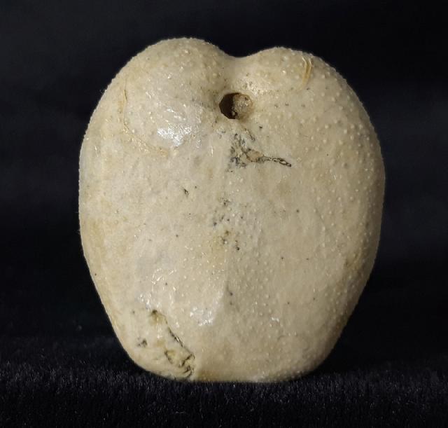 Heteraster oblongus (BRONGNIART 1821) - Bild &copy; FossNet FossilienStore